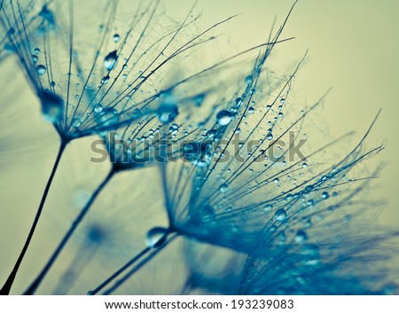 Abstract macro photo of plant seeds with water drops. Big dandelion seed