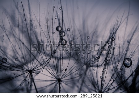 Abstract macro photo of plant seeds with water drops. Big dandelion seed