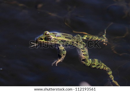 Northern Leopard Frog floating in water.