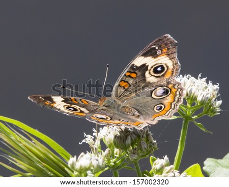 Buckeye butterfly on common boneset wildflower.