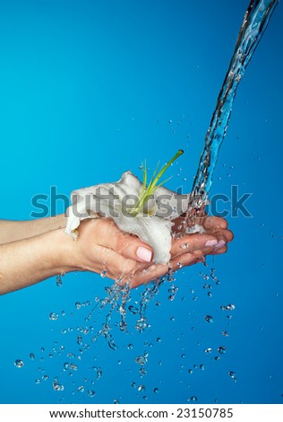 Woman hands with lily and stream of water. On blue background. Very high resolution.