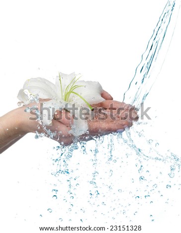 Woman hands with lily and stream of water. On white background. Very high resolution.