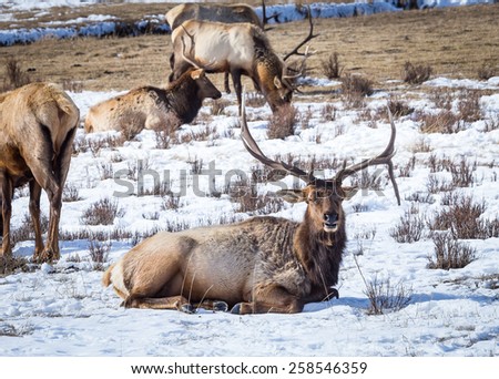 A drop point bull elk lays down in the snow.