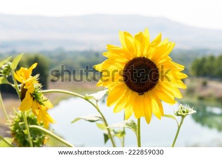 Sunflower plant at vineyard in red mountain wine country of eastern Washington