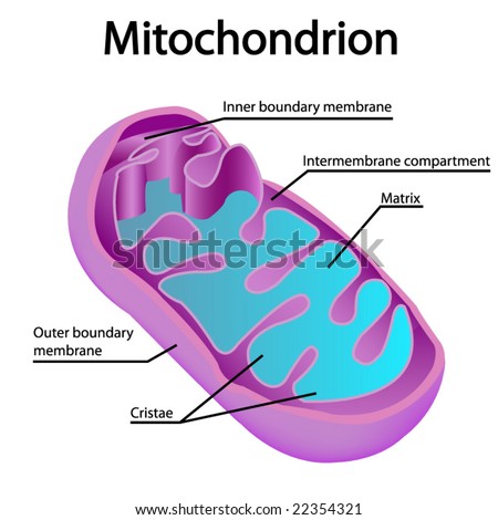 Structure Of A Mitochondrion Stock Vector Illustration 22354321 ...