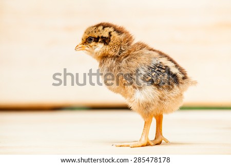 Little chicken on a wooden table from boards, a farm a chicken of a rooster, nobody.