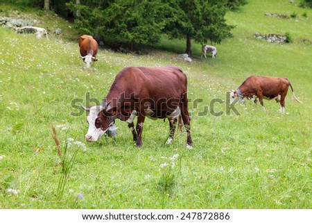 Alpine cow with bell grazing on the hill