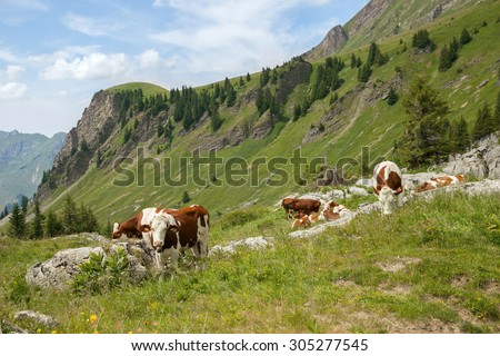 The cow flock feed on cattle range in european Alps