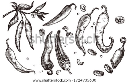 Set of hand drawn chili pepper. Vector illustration isolated on white