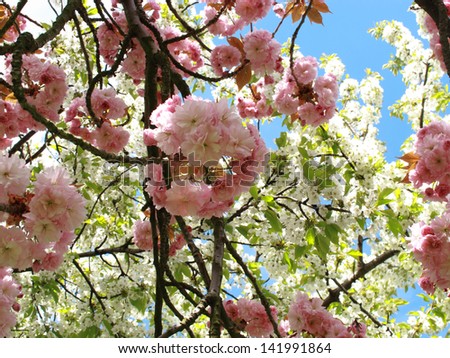 An image of beautiful pink and white blossom on trees / Pink & White