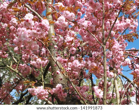 An image of beautiful pink and white blossom on trees / Lovely in Pink
