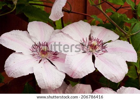 A close up view of the beautiful Clematis Pink Fantasy flower / Clematis Pink Fantasy