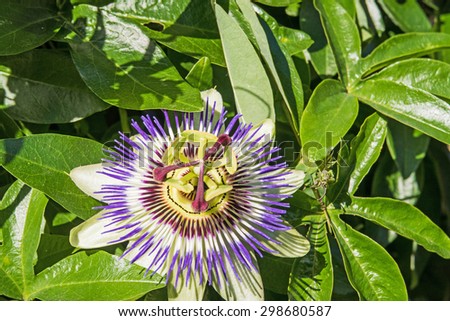 The beautiful Passiflora Caerulea also known as Passion Flower / Beautiful Passion Flower