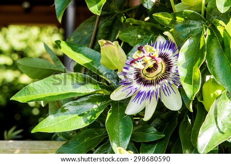 The beautiful Passiflora Caerulea also known as Passion Flower / Passiflora Caerulea - Passion Flower