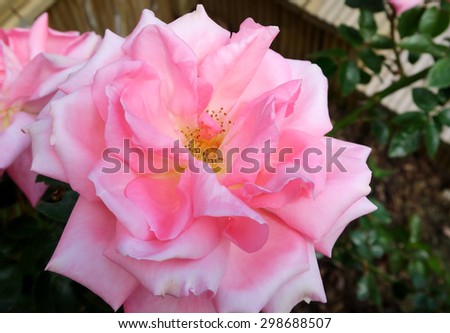 Close up view of a beautiful Pink Rose / Pink rose in close
