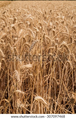 low level view of ears of golden wheat / Golden wheat field