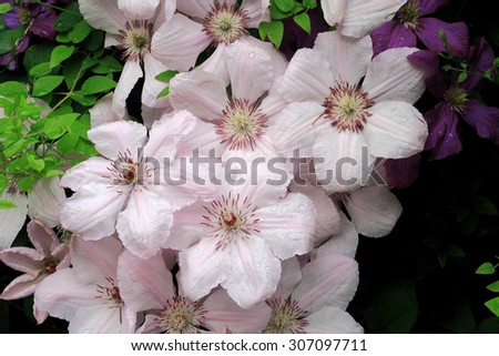 A cluster of beautiful Clematis pink fantasy flowers / A group of beautiful Clematis pink fantasy flowers