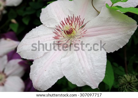 close up view of the beautiful Clematis pink fantasy flower / Close up of a beautiful Clematis pink fantasy flower