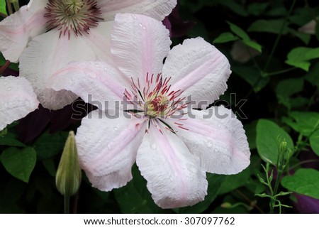 close up view of the beautiful Clematis pink fantasy flower / Clematis pink fantasy flower