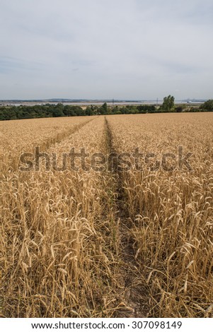The wheat crop in North Kent farmland / Field of wheat