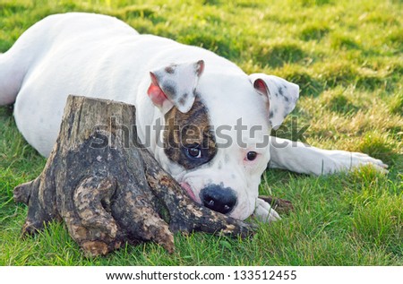 american bulldog playing with stump