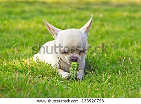 dog on the grass eating vegetable