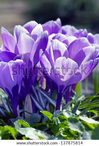 purple crocuses vertical  macro picture