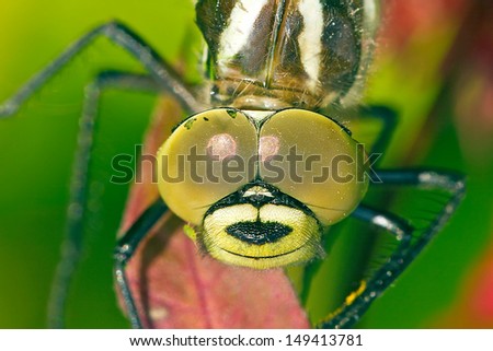 head of dragon fly close up picture