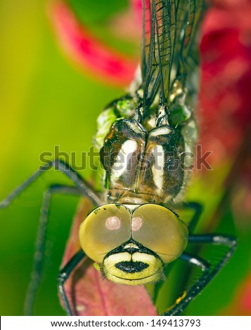 dragon fly on the leaf close up picture