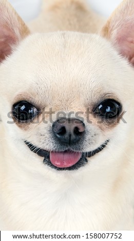 portrait of cute happy chihuahua