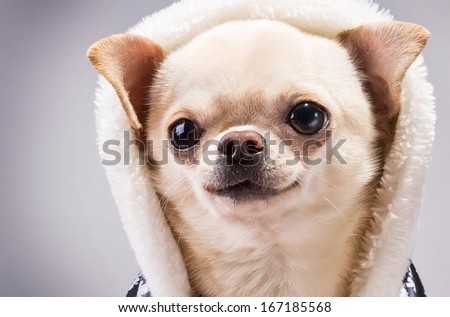 happy chihuahua dog close up portrait