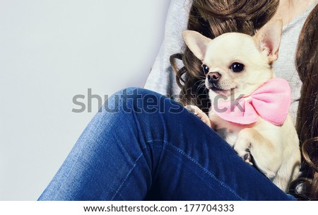adorable chihuahua dog with pink bow tie