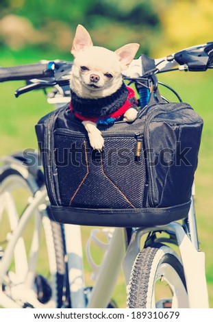 small dog in a bicycle bag in the park
