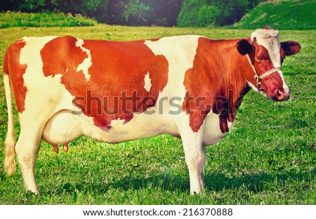 milk cow  in the meadow on a sunny day