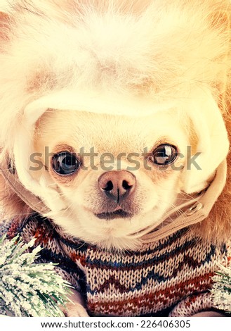 funny cute dog wearing warm hat and coat on a winter day