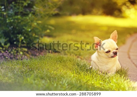 resting dog on the lawn