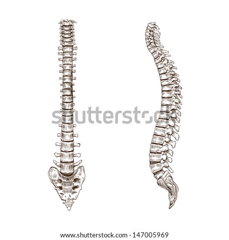 Spine sketch isolated on a white backgrounds