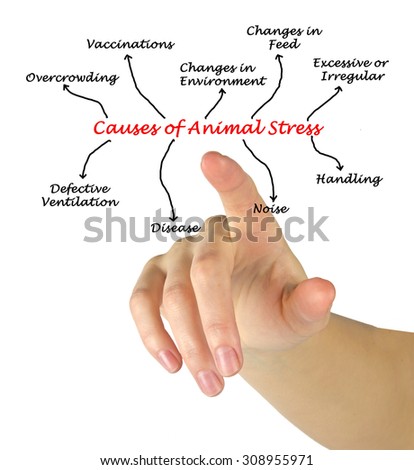 Causes of Animal Stress