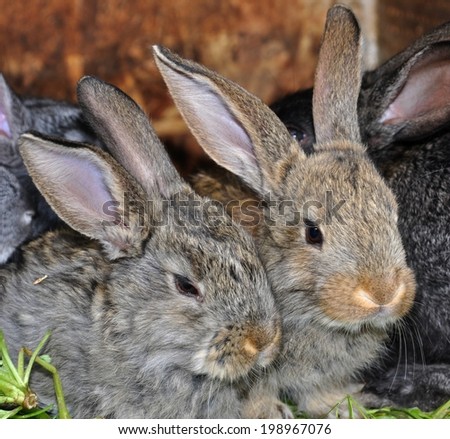 Two gray rabbit close up.