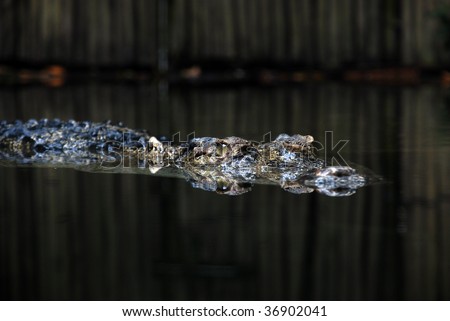 salt water crocodile in water