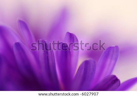 Similar – Image, Stock Photo Up-close to a purple daisy