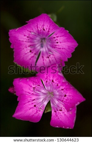 macro close of  a violet pink geranium dissectum cariofillacee in green background