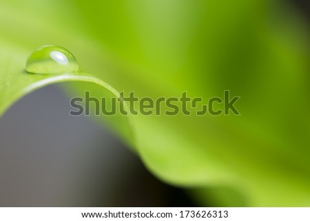 leaf with rain droplets   /  green background with rain droplets