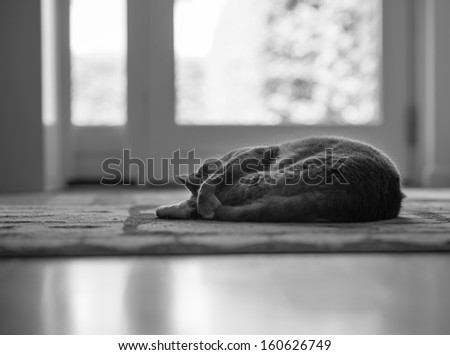 Cat sleeping on a carpet in front of a window.