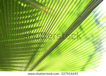 Close up of a palm tree leaf with sunlight shining though showing the veins.