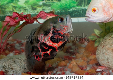 Oscar fish in Aquarium, Astronotus ocellatus. Albino Oscar. Oscar fish fighting in water.\
\
Tiger Oscar. fish close up