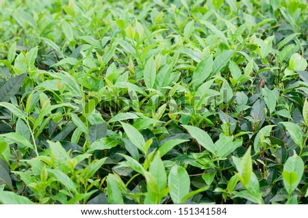 close up of tender tea leaves. tender tea leaves to make green tea.