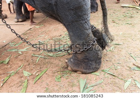 Elephants locked in chain. cruelty towards animals.