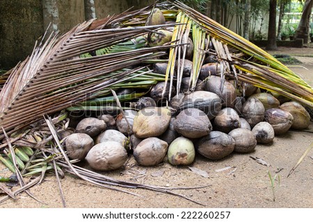 Coconut collection. Green coconuts, group of raw coconuts. Coconut tree