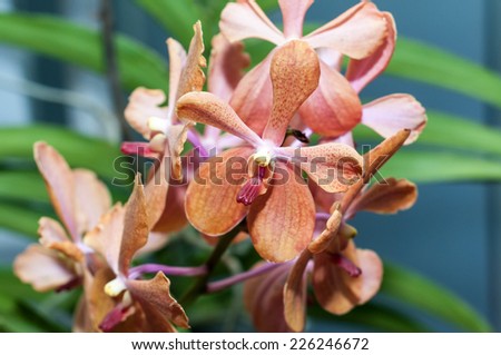 Orchid flowers( Brown Cymbidium orchid plants) in Kerala India